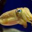 Anonymous Cuttlefish