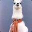 Llama with a scarf