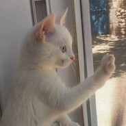 Һ ῐ 𝗋 ᥑ ᧁ ᦢ