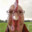 ChickenChaser