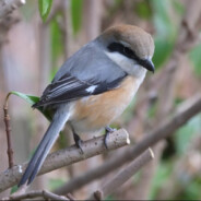 Blackshrike