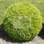 a_bush