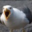 ANGRY SEAGULL