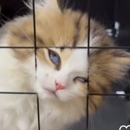Melsie