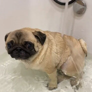 alexder|1000-7-pokoinik