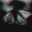 Moth. . .