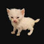El Gato Víctor
