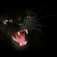 Black Cat 56