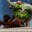 nervarien league of legends
