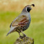 QUAIL