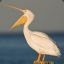 A Perfectly Perched Pelican