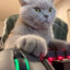 [Hasbulla™] Michi Gamer