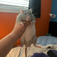 Male Dumbo Rat