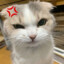 Zawy