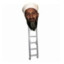 Osama Bin Ladder