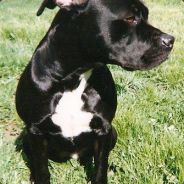 קsצкסzε [Mסdεzik]