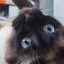 ArisTotel