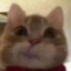 猪牛牛