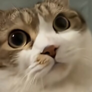 cabbit  the 11th avatar