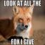 Night*Fox