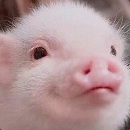 比奇堡开inpa,海绵宝宝控诉他们无孔不入