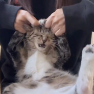 你季伯常，可是你的命不长