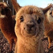 I sell my camel for gut kniv