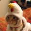 evilchickencat