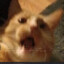 Bappo