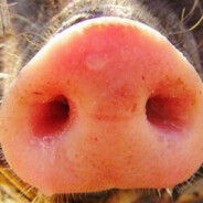 СВИНАЯ РОЗЕТКА