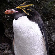 nagypingvin