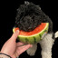 WATERMELONpuppy