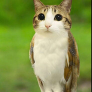 MEOWL