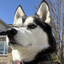 Lon3Wolf