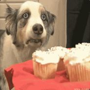 Magical Cupcake Dog