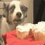 Magical Cupcake Dog