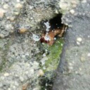 春江潮水海上月