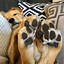 PawLover6969