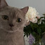 Amyshor