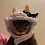 SHIBA