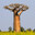 BAOBAB