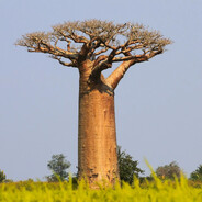 BAOBAB