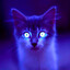 WildCat