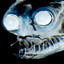 oleophila
