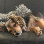 Twoja stara je banana *******