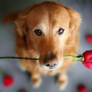 Muffy - steam id 76561197971742845