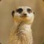Meerkat