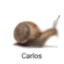 Carlos