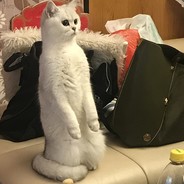 只会打魔兽