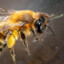 Пчела_911